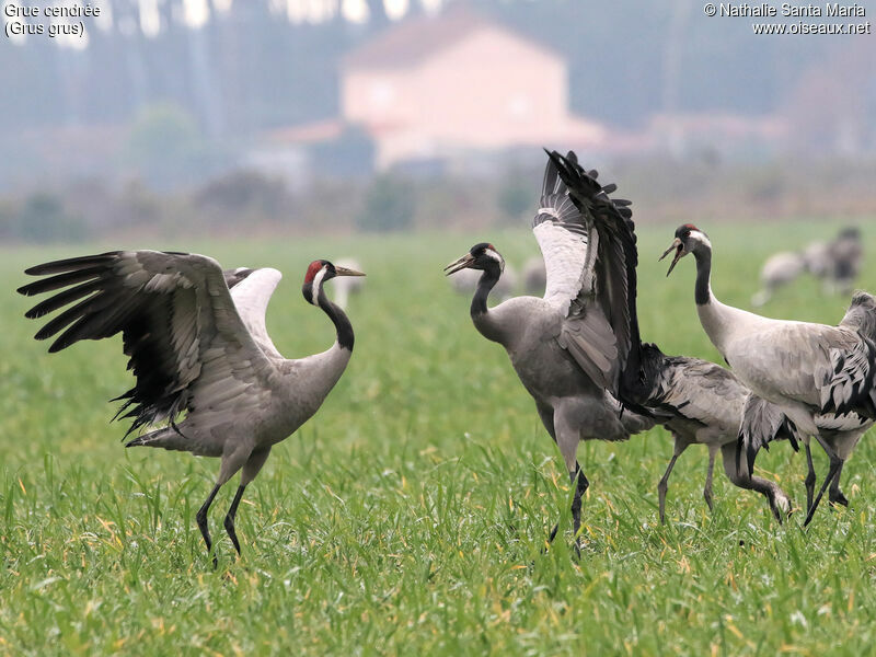 Common Craneadult, identification, walking, courting display, Behaviour