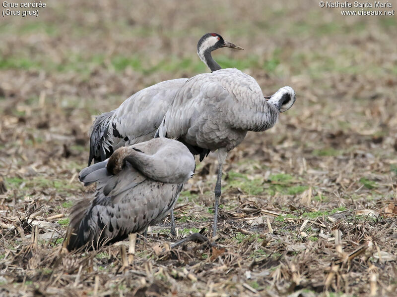 Common Crane, habitat, care, walking