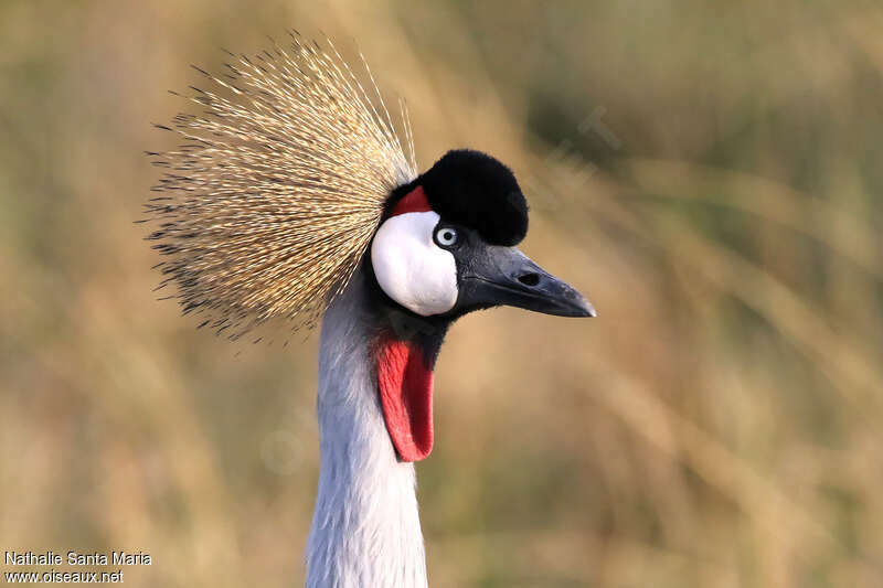 Grey Crowned Craneadult, close-up portrait