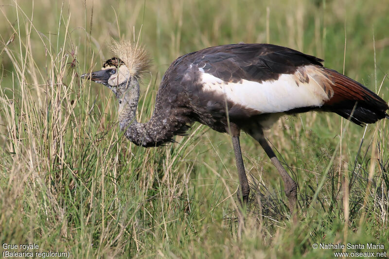 Grue royaleimmature, identification, habitat, marche