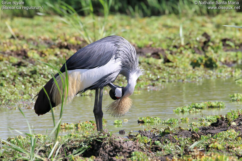 Grey Crowned Craneadult, identification, habitat, care