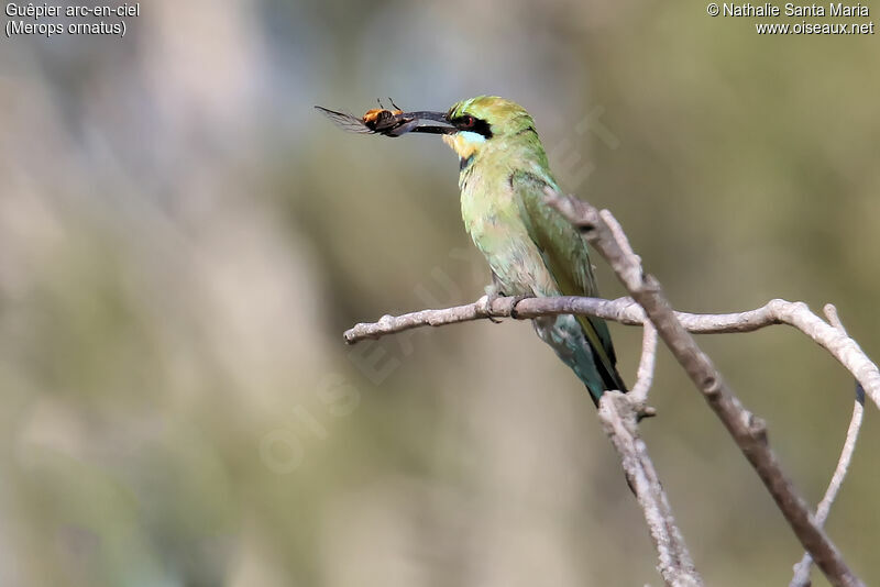 Guêpier arc-en-cieladulte, identification, régime, mange