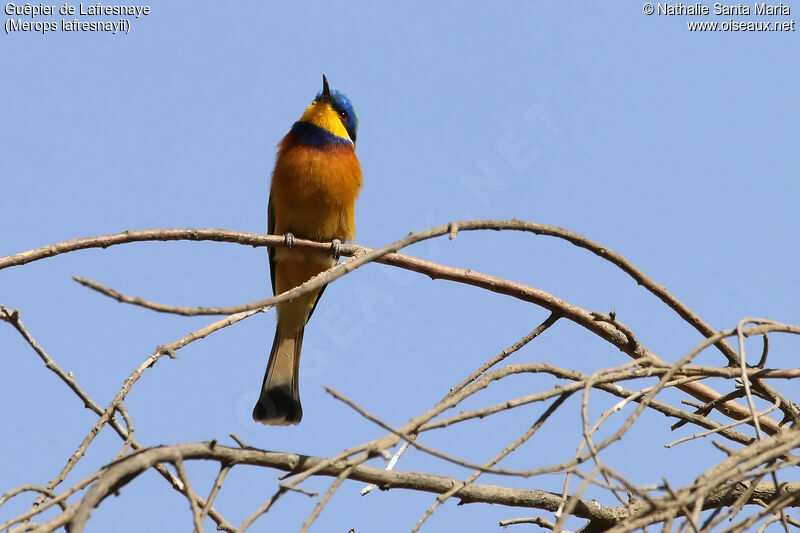 Guêpier de Lafresnayeadulte, identification