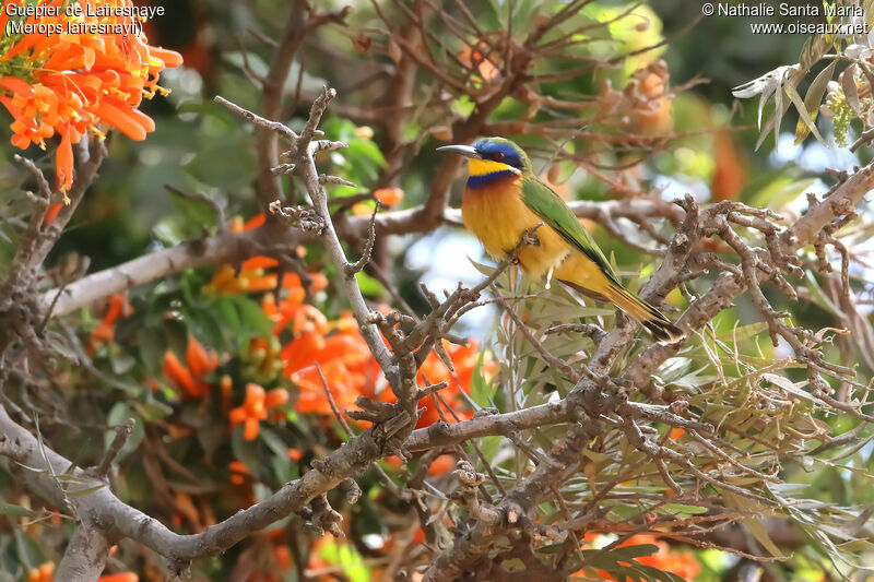 Guêpier de Lafresnayeadulte, identification, habitat