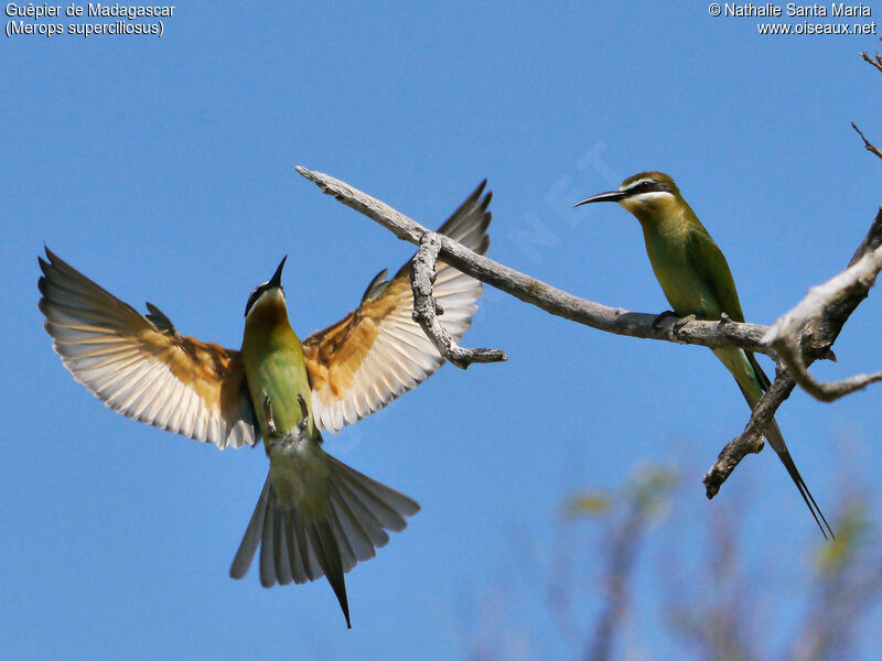 Guêpier de Madagascaradulte nuptial, habitat, pêche/chasse