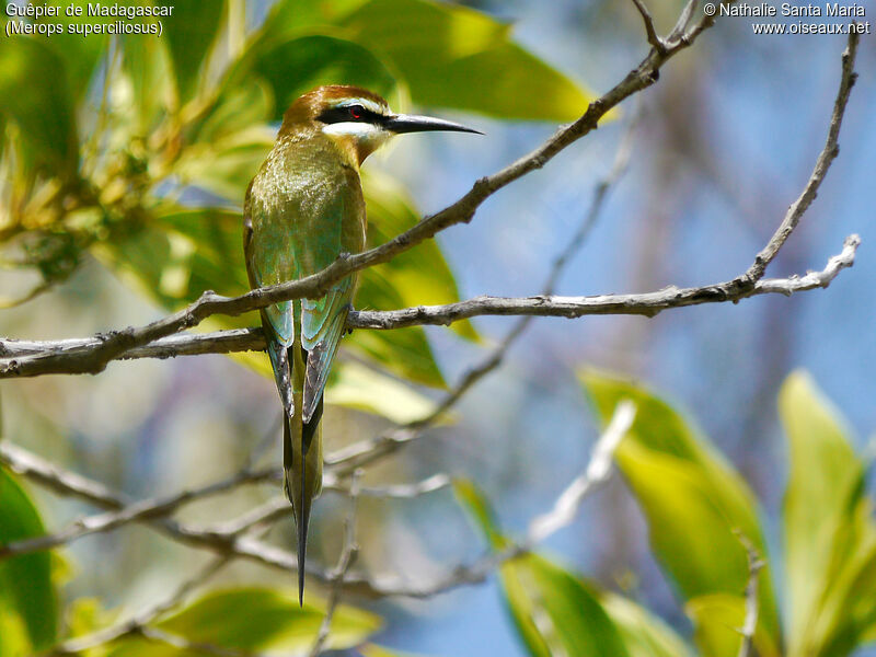 Guêpier de Madagascar femelle adulte nuptial, identification, habitat, Comportement