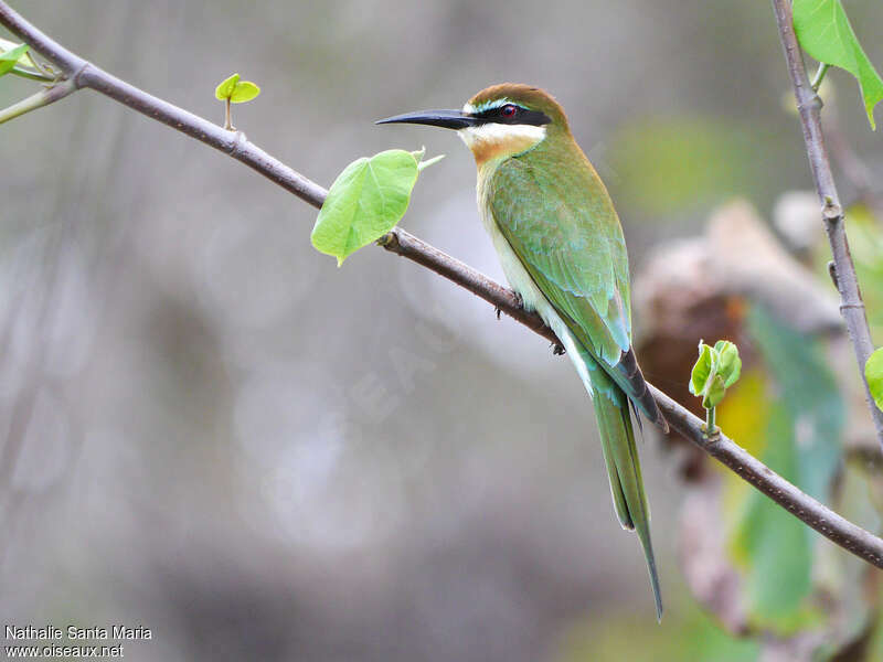 Guêpier de Madagascar femelle adulte nuptial, identification