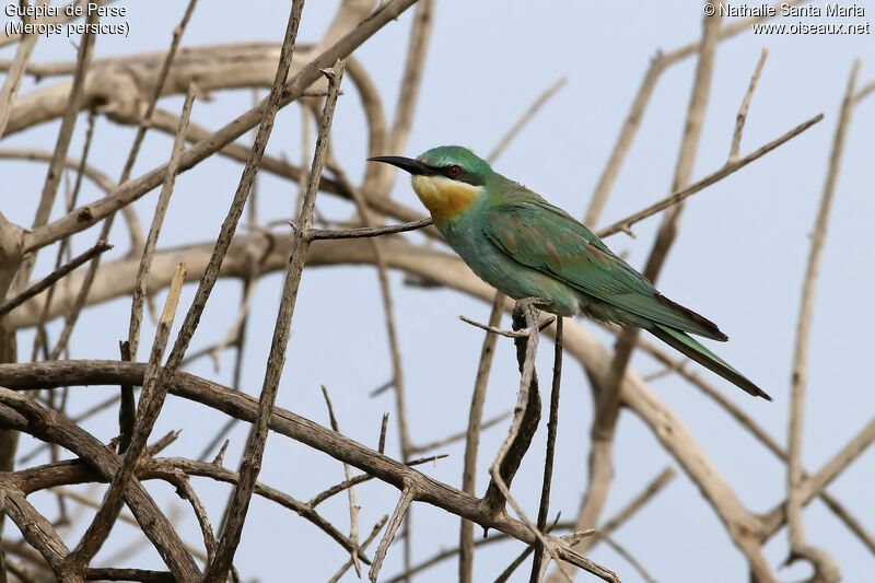 Guêpier de Perseadulte, identification, habitat