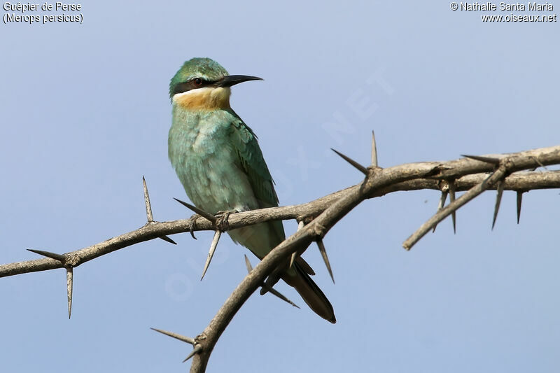 Guêpier de Perseadulte, identification, habitat