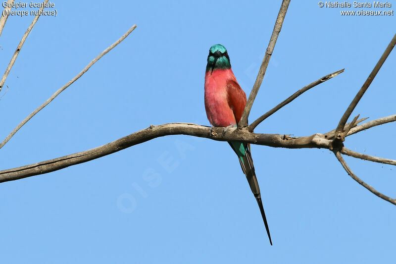 Guêpier écarlateadulte, identification