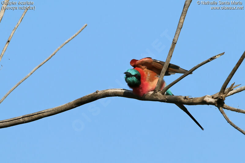 Guêpier écarlateadulte, identification, Comportement