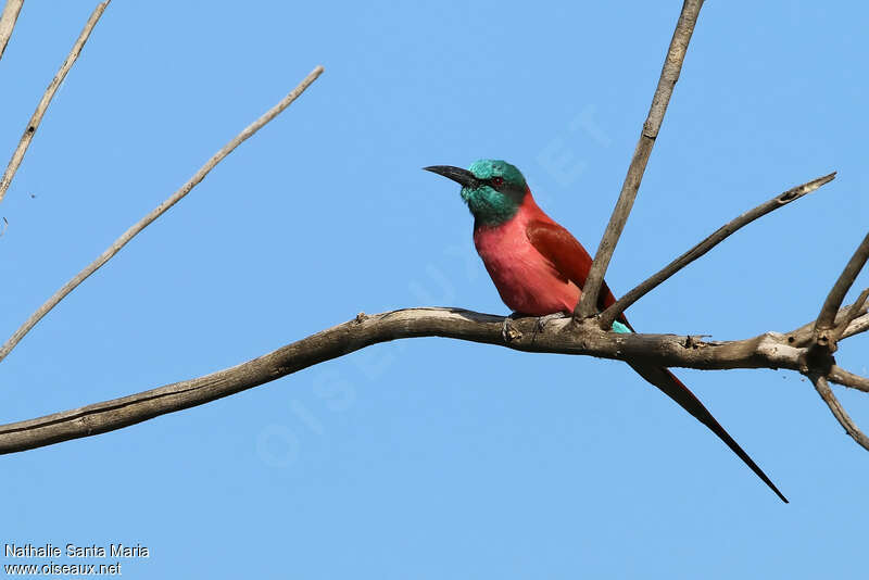 Guêpier écarlateadulte, identification