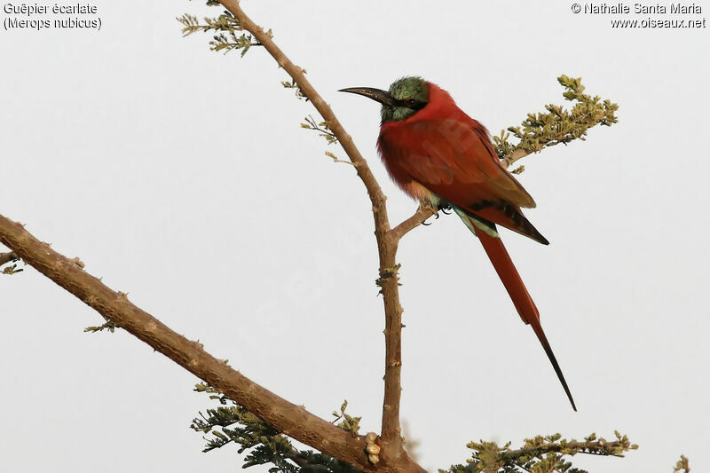 Guêpier écarlateadulte, identification, habitat