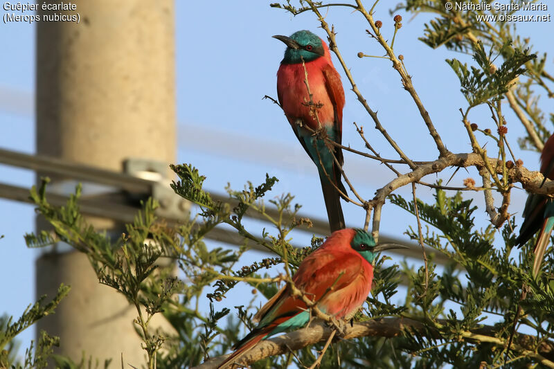 Guêpier écarlateadulte, identification, habitat