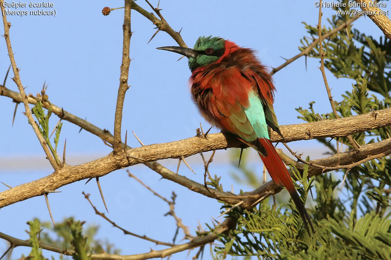 Guêpier écarlateadulte, identification, habitat