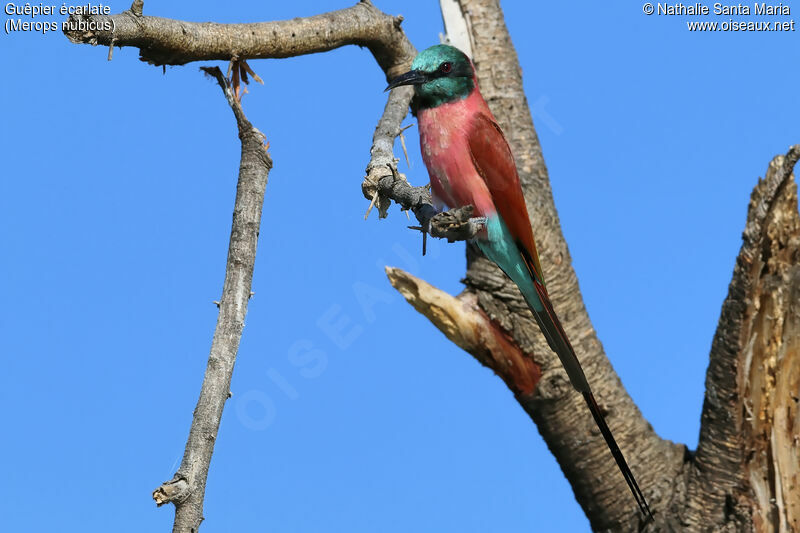 Guêpier écarlateadulte, identification