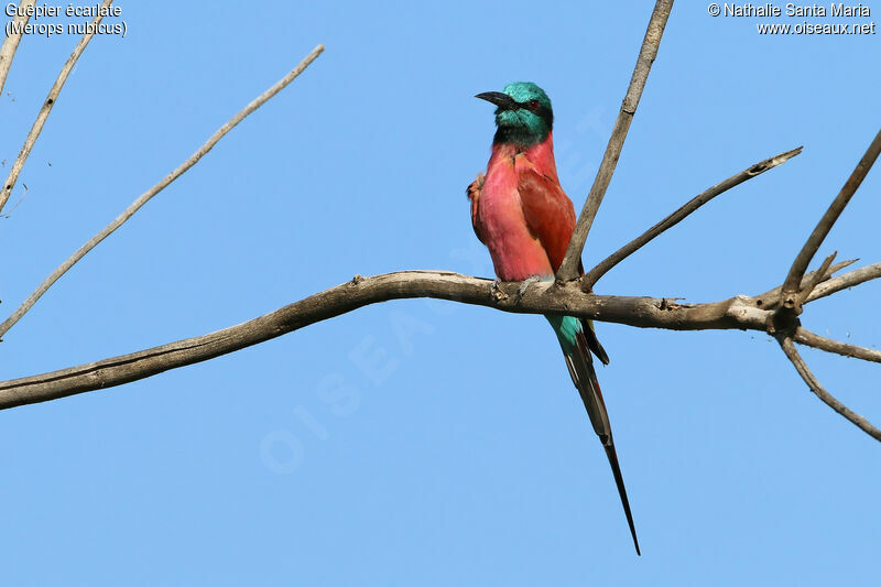 Guêpier écarlateadulte, identification