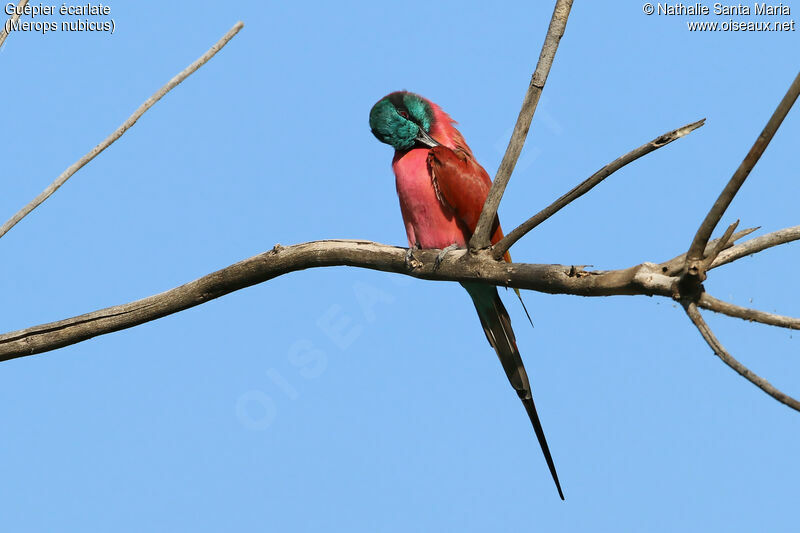 Guêpier écarlateadulte, identification, soins