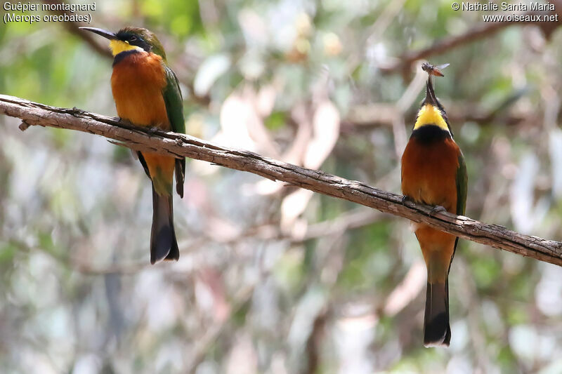 Guêpier montagnardadulte, identification, habitat, régime, Comportement