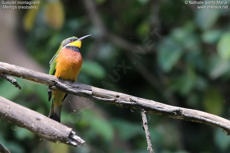 Guêpier montagnardadulte, identification, habitat