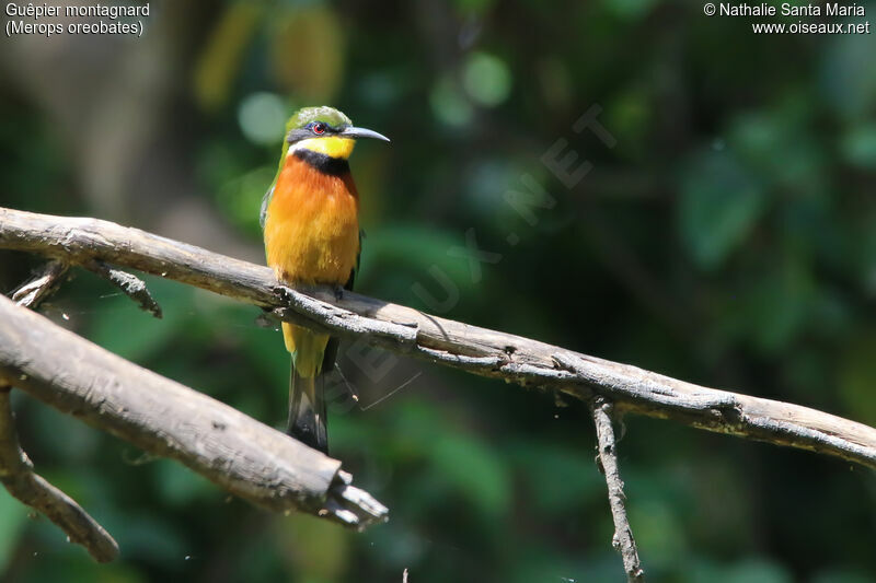 Guêpier montagnardadulte, identification, habitat