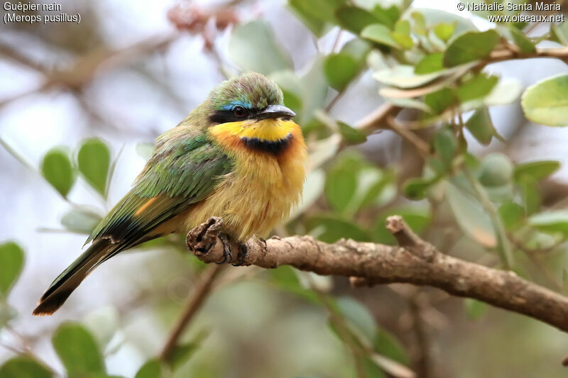 Guêpier nainadulte, identification, habitat