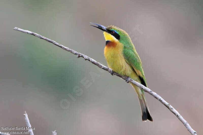 Guêpier nainadulte, identification, mange