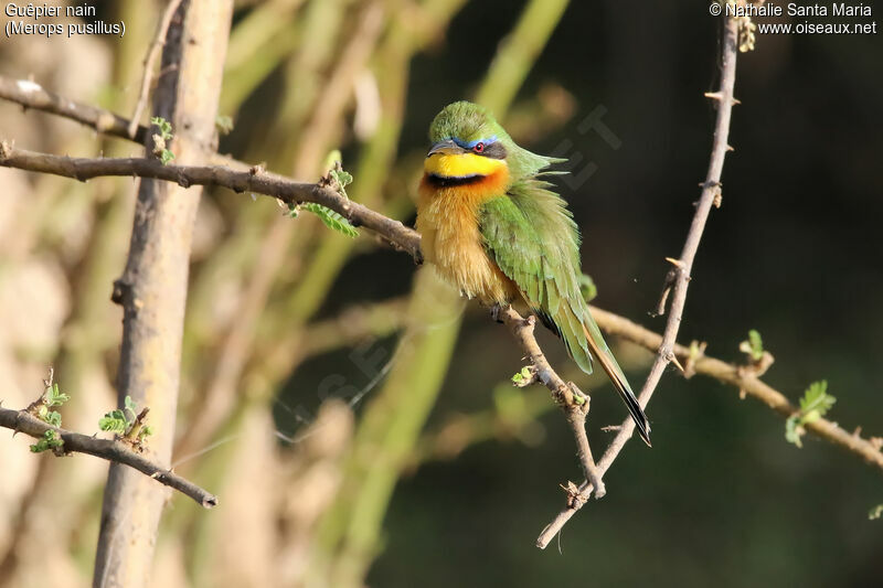 Guêpier nainadulte, identification, habitat