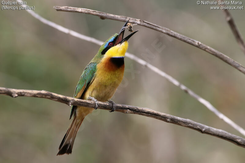 Guêpier nainadulte, identification, mange, indices