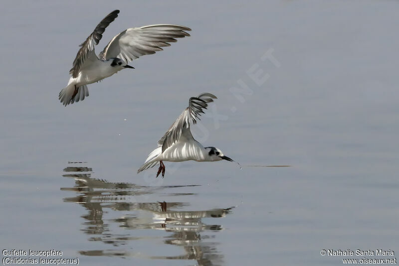 Guifette leucoptère, identification, Vol, pêche/chasse