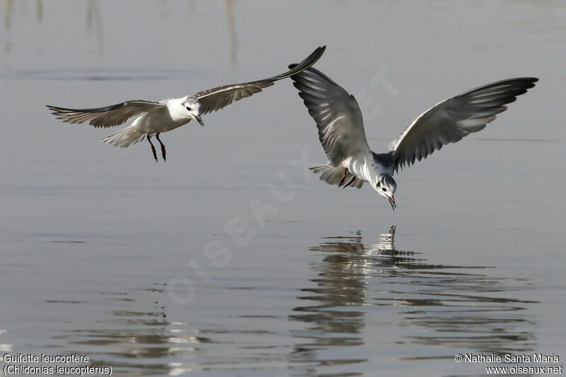 Guifette leucoptère, identification, Vol, pêche/chasse