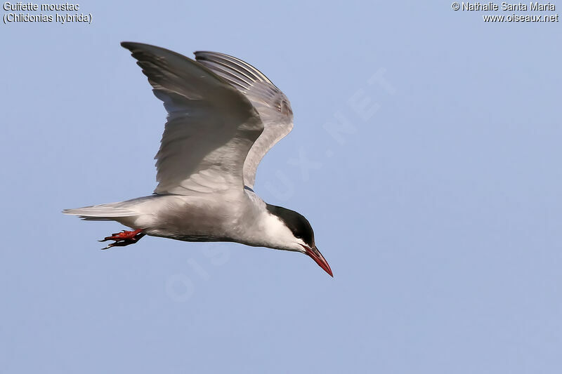 Guifette moustacadulte nuptial, identification