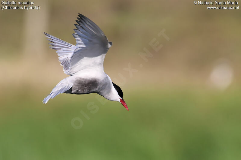 Whiskered Ternadult breeding, Flight