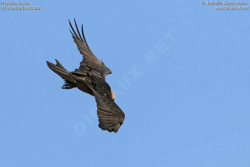 Bearded Vultureadult, Flight