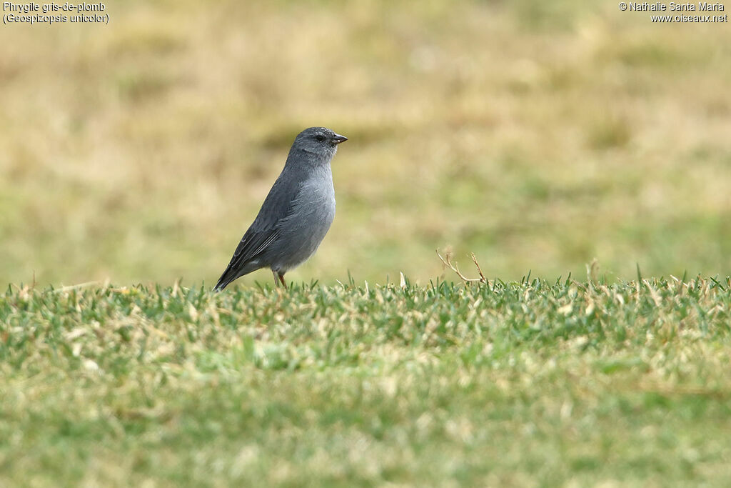 Haplospize gris-de-plomb