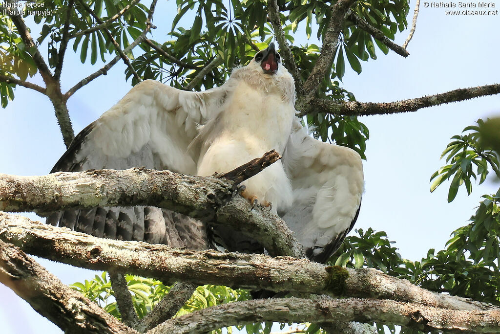 Harpie férocejuvénile, identification, composition, indices