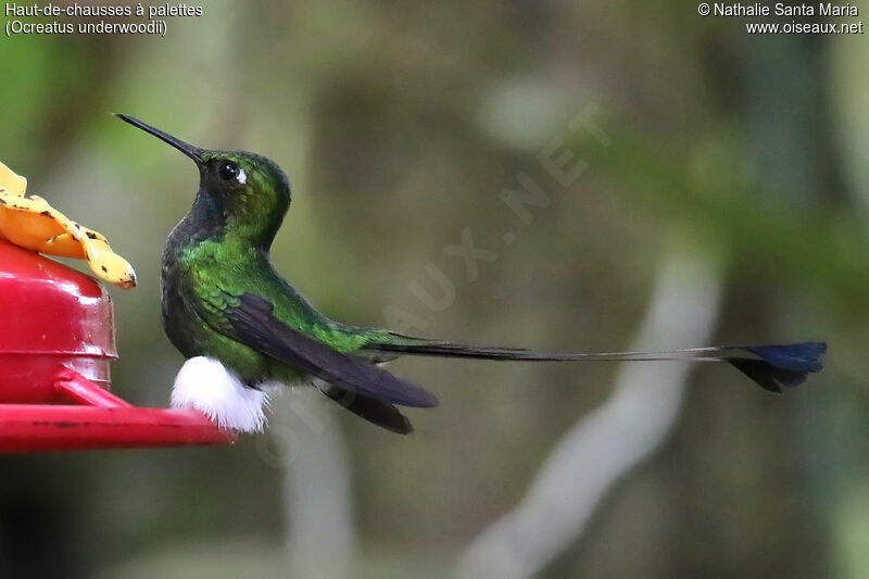 White-booted Racket-tail male adult, identification