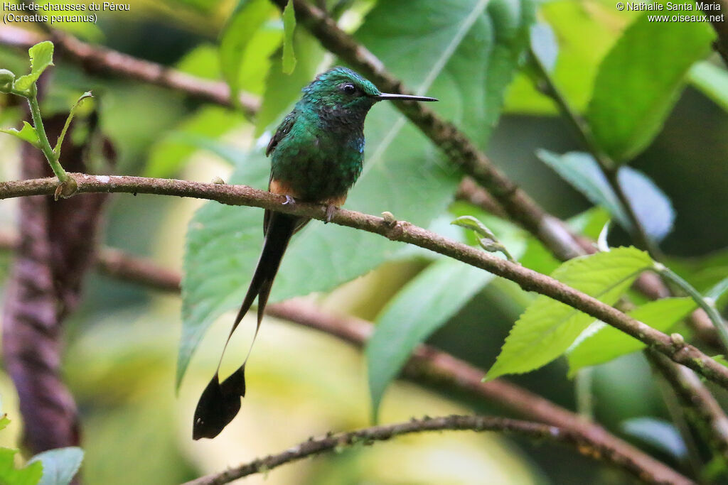 Peruvian Racket-tailadult, identification