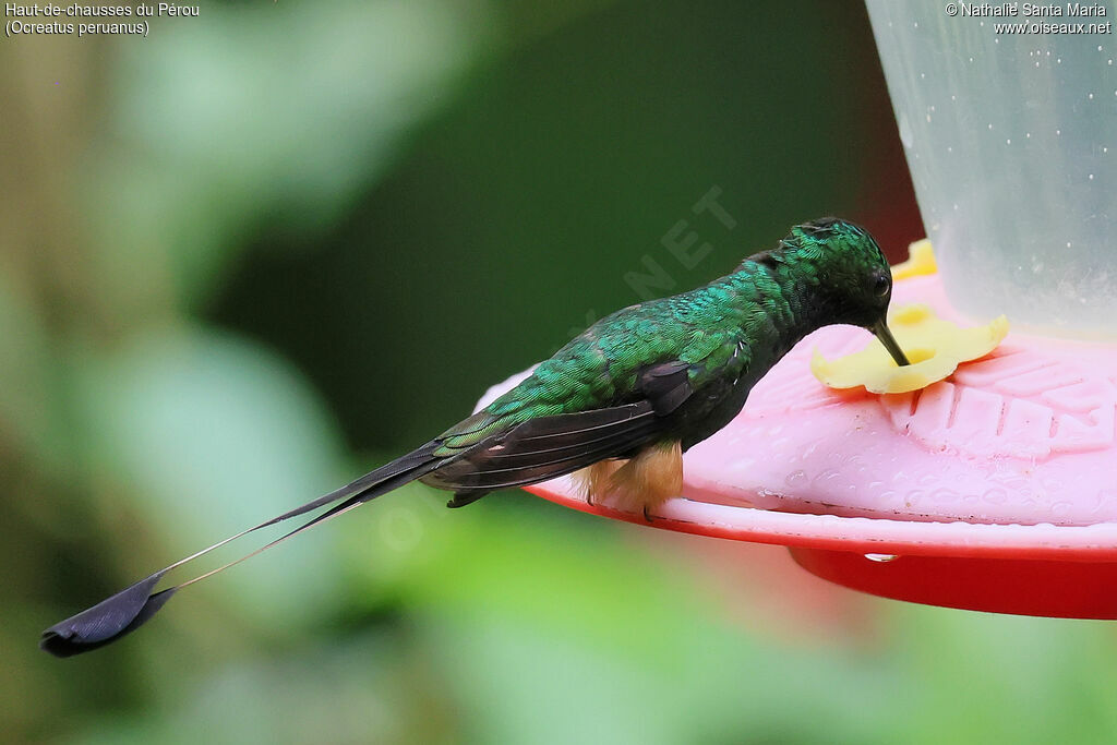 Haut-de-chausses du Pérou