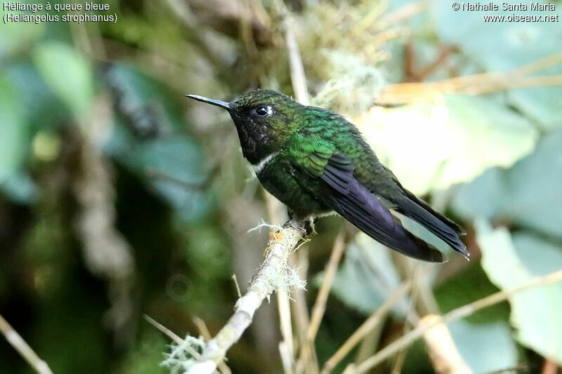 Gorgeted Sunangeladult, identification