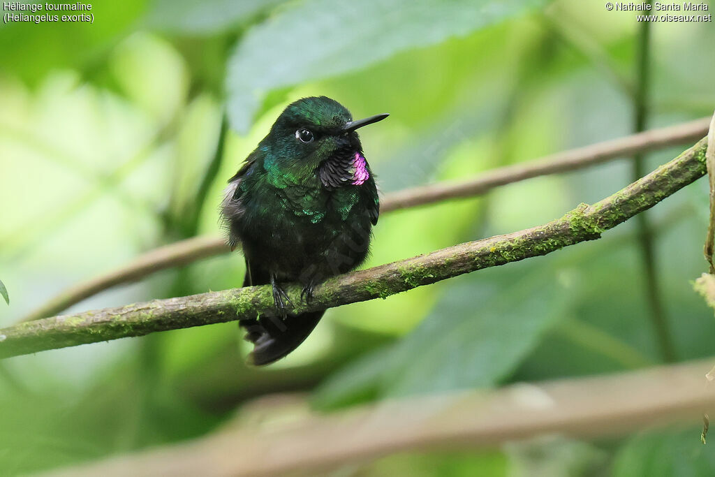 Héliange tourmaline