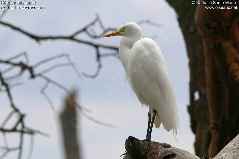 Yellow-billed Egretadult, identification, habitat