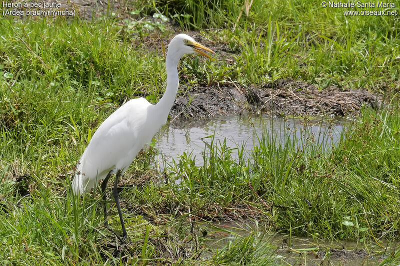 Héron à bec jauneadulte, identification, habitat, pêche/chasse