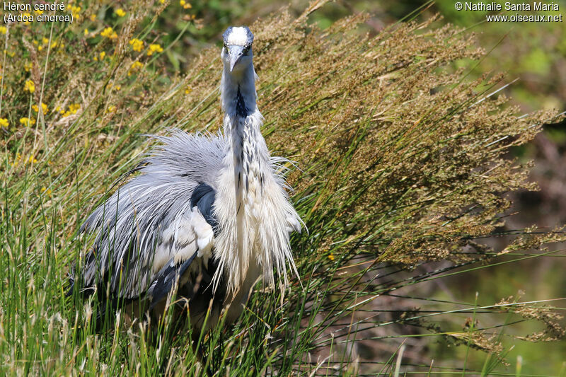 Héron cendréadulte, identification, habitat, soins, Comportement