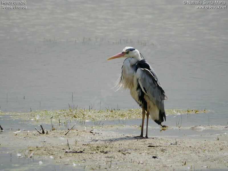 Héron cendréadulte nuptial, identification, habitat, Comportement