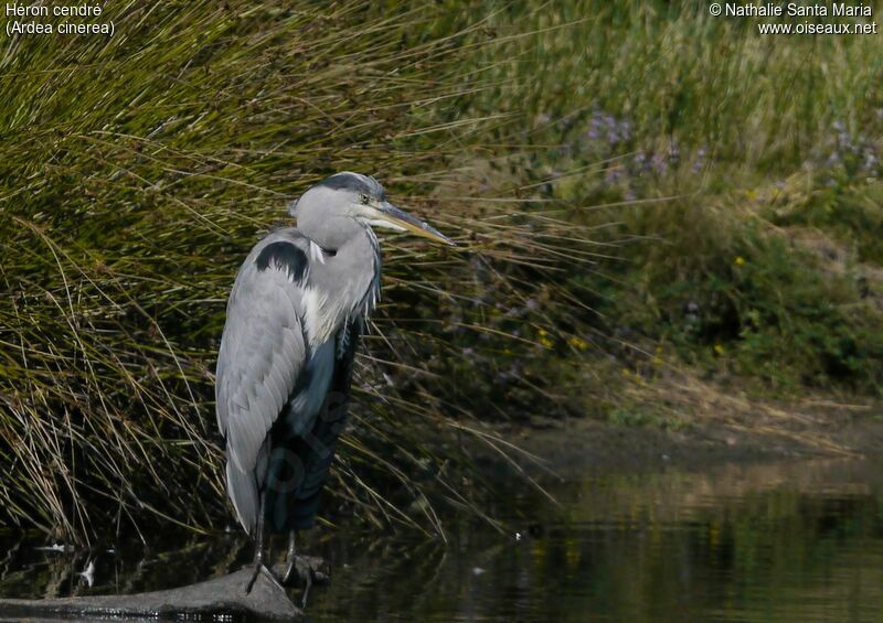 Grey Heronimmature, identification, Behaviour