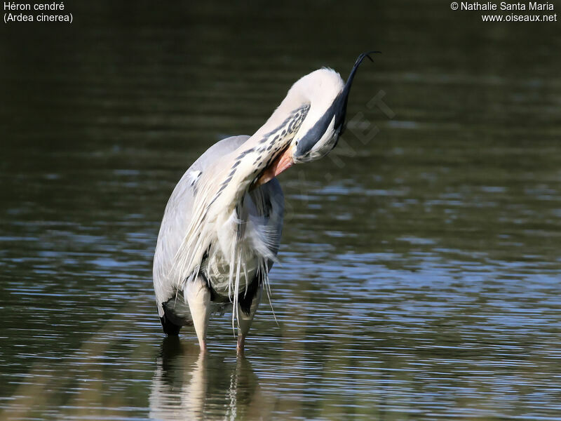 Grey Heronadult breeding, identification, care, Behaviour