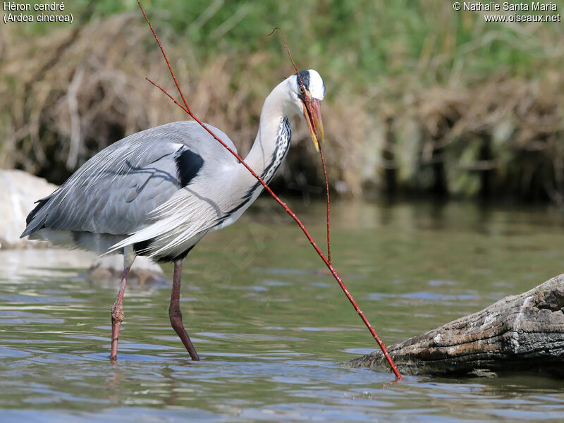 Grey Heronadult, identification, habitat, Reproduction-nesting, Behaviour