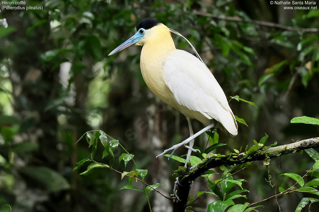 Capped Heronadult, identification, pigmentation