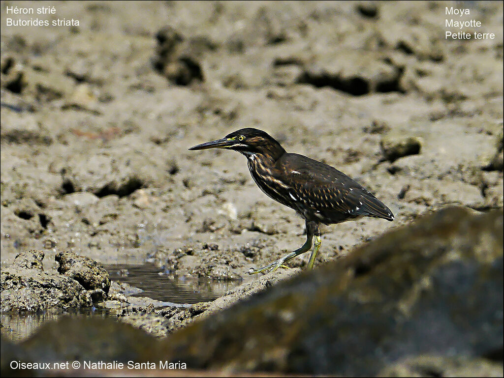 Héron des mangroves